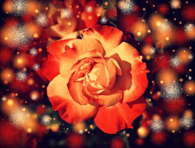 Blossom bloom color