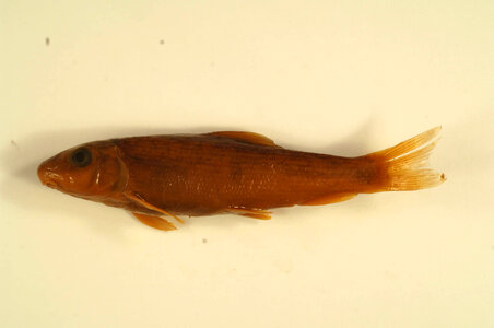 Catostomus commersonii-1