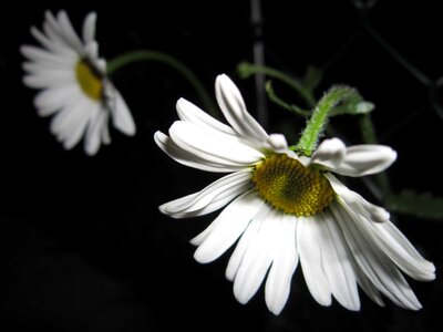 Beautiful beautiful flowers bloom photo