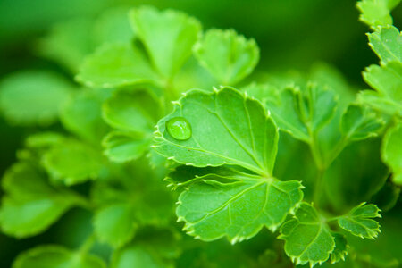 Beautiful Leaves Greenery