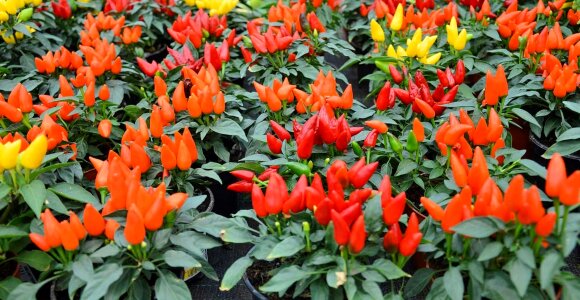 Beautiful Flowers biology bloom