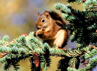 Chipmunk red red squirrel
