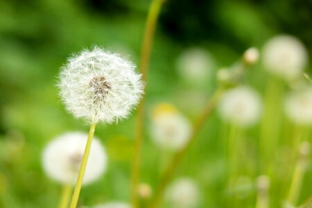 Beautiful Flowers blooming blossom
