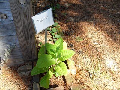 Bottom plant teen
