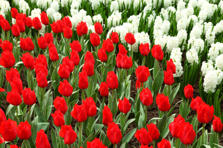 Red Tulips And White Hyacinths photo
