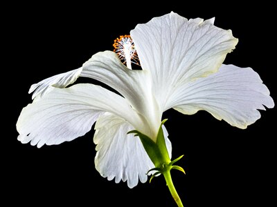 Flower white marshmallow