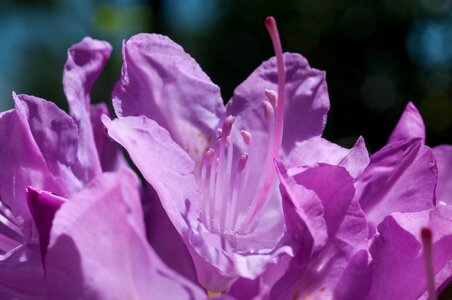 Purple nature blossom