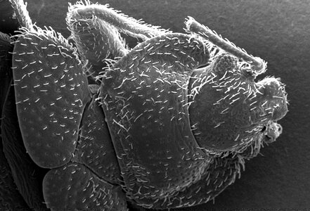 Bedbug morphology surface