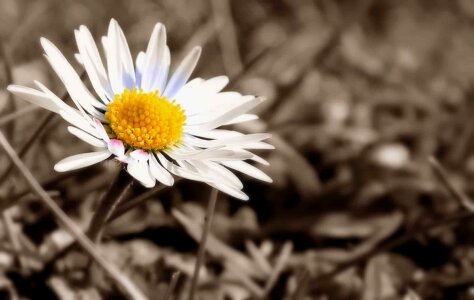 Beautiful Flowers blooming blossom