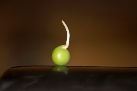 Germinated macro food photo