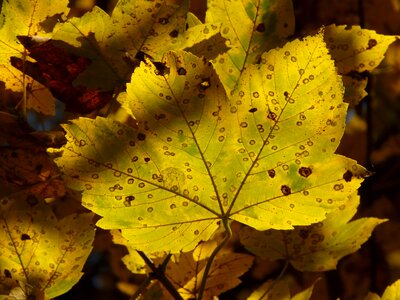 Acer deciduous tree golden autumn photo