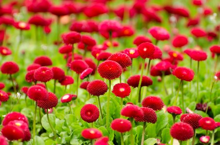 Spring gardening macro