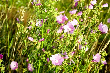 Beautiful Flowers bloom blooming photo