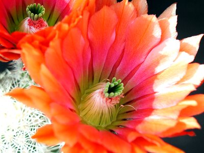 Blossom cactus close-up photo