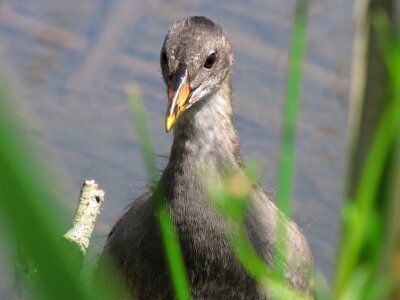 Bird birds marsh