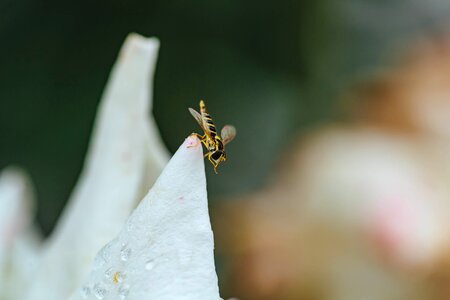 Insect metamorphosis moisture