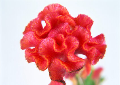 Cockscomb flower photo