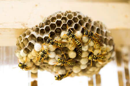 Nest insect wasps dwelling photo