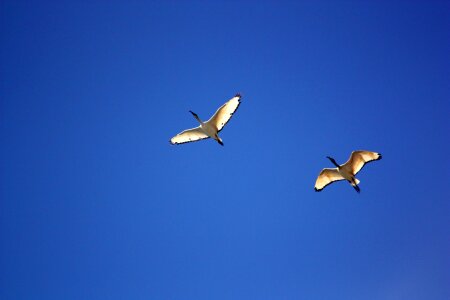 Flight ala stork photo