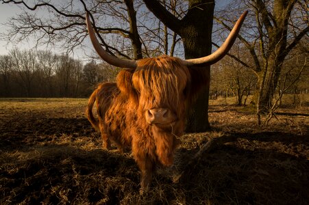 Nature highland hairy