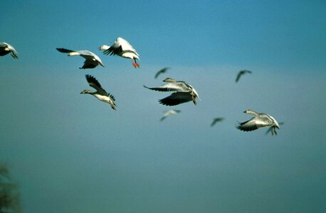 Flight flock geese