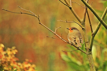 Songbird species close up