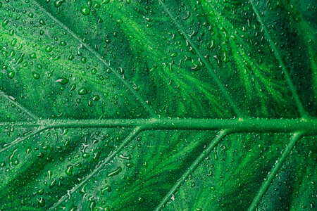 Green Leaf with Water Drops photo
