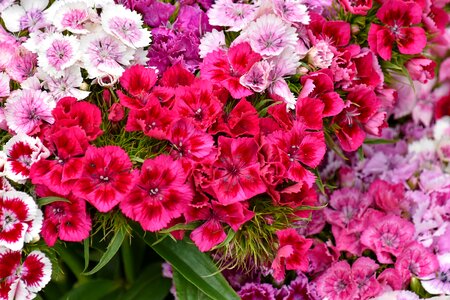 Beautiful Flowers blooming carnation photo