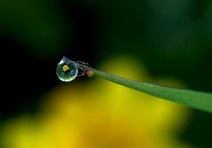 Nature spider wet