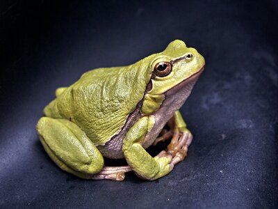 Green tree-frog reptile