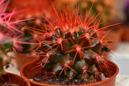 Cactus flowerpot pinkish photo