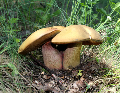 Lurid bolete mushroom photo