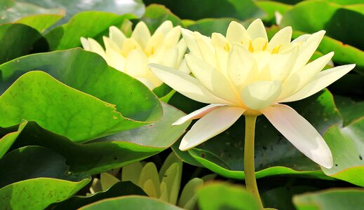 Aquatic beautiful beautiful flowers