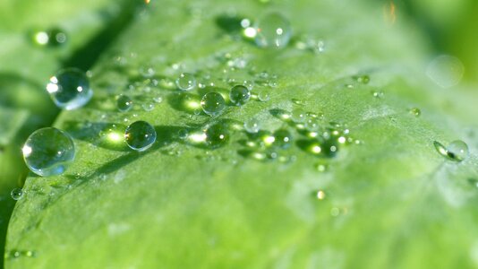 Dew drops on leaf drip morgentau photo