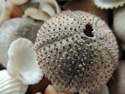 Seashell holidays macro