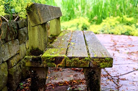 Bench flora grass photo