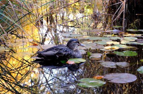 Animal aquatic bird avian photo