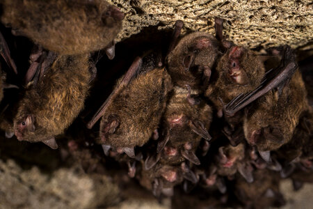 Indiana bat-2