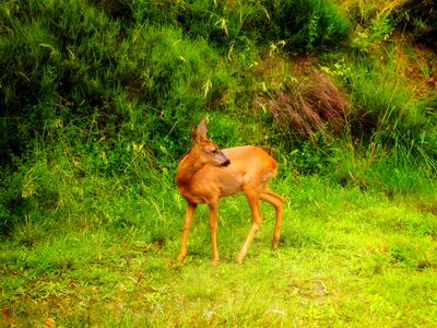 Forest woods nature photo