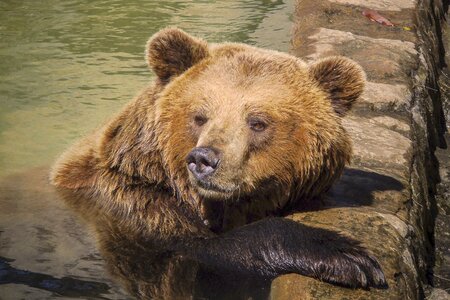 Zoo mammal wildlife photo