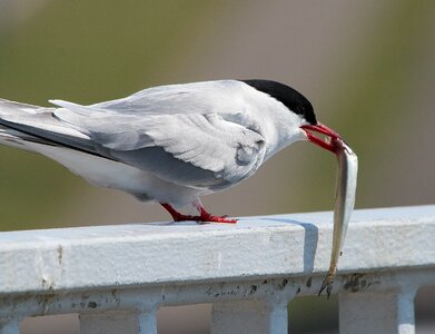 Food tern bird photo