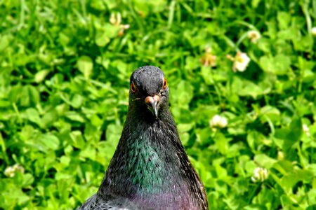 Green Grass head pigeon photo