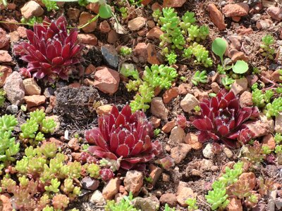 Miniature plant outdoors