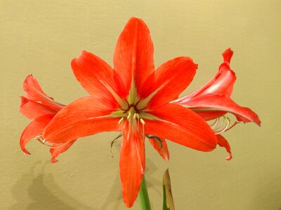 Amaryllis beautiful beautiful flowers