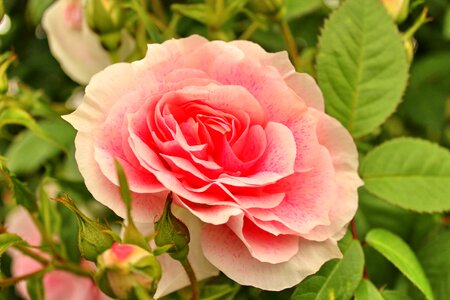 Tender pink blossom photo