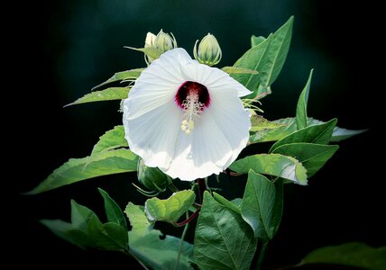 Tropical blooms blooming photo