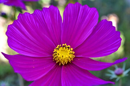 Beautiful Flowers beautiful photo petals