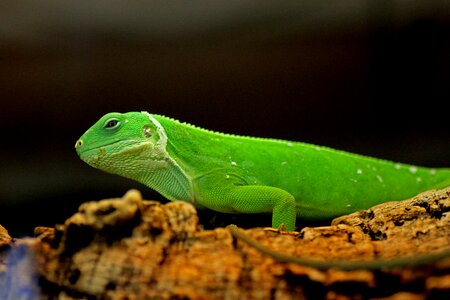 Lizard green iguana animal photo