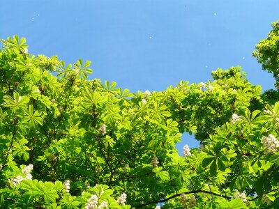 Ordinary rosskastanie leaves foliage