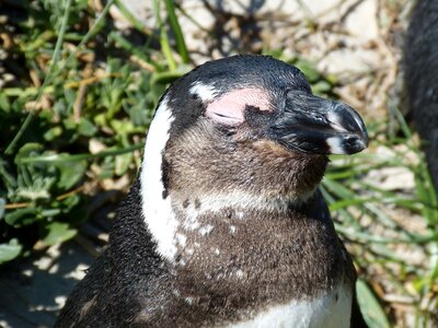 Cape peninsula penguin kappinguin photo